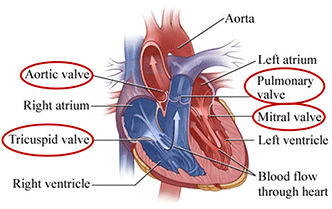 heart valves diagram valves of the heart heart valve disease