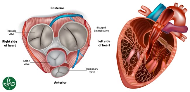 heart with valves